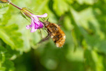 Ein Großer Wollschweber steht fliegend und gleichzeitig saugend an einer roten Blüte