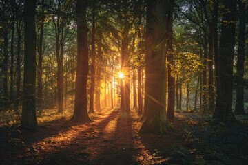Fototapeta premium Golden Hour in the Enchanted Forest: Scenic Sunset with Vibrant Light Peeking Through Deciduous Trees