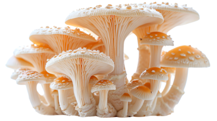 mushroom isolated on white