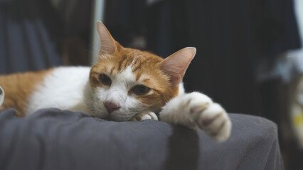 Close up of cat relaxing at home, concept of portrait fluffy indoor cat, adorable and cute pet...