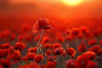 Fototapeta premium Field of wildflowers bathed in the warm light of a sunset background