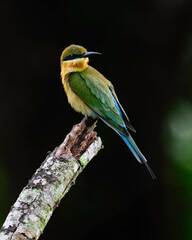 Blue tailed bee eater searching over foods