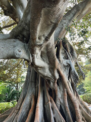 centenarian tree large trunk big roots above the ground