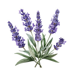 Naklejka premium Bunch of lavender flowers isolated on white background in garden setting with tags
