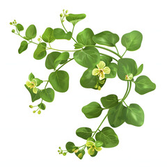 Exploring brahmi: an ayurvedic herb in traditional medicine and digital art. concept herbal medicine, ayurveda, traditional healing, digital art, brahmi isolated on white background, isometry, png
