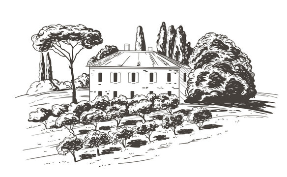 Countryside scenery in Tuscany, Italy. Handmade drawing vector illustration with olive plants in first plan, house and trees in background. Vintage style. Engraved old sketch monochrome vector.