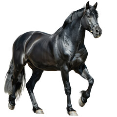Fototapeta premium Black horse ,isolated on white background or transparent backgorund, png, die-cut