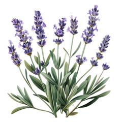 Naklejka premium Bunch of lavender flowers isolated on white background in garden setting with tags flower, nature, lavender, 
