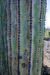 Carnegiea gigantea - giant cactus against a blue sky in the rock desert in Organ Pipe National...