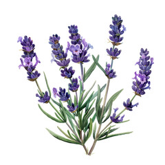 Obraz premium Bunch of lavender flowers isolated on white background in garden setting with tags flower, nature, lavender, purple
