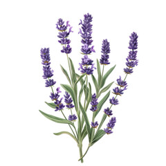 Obraz premium Bunch of lavender flowers isolated on white background in garden setting with tags flower, nature, lavender, purple, plant, flowers, spring, summer, bloom, blossom, field, flora, blue, 