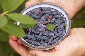 A woman holding a bowl of freshly harvested honeysuckle berries in her hands. Close up.