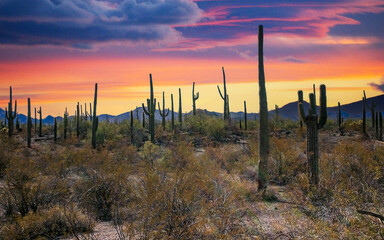 Desert landscape with cacti (Stenocereus thurberi, Carnegiea gigantea) and other succulents in...