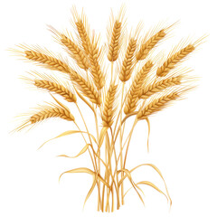 Wheat ,isolated on white background or transparent backgorund, png, die-cut