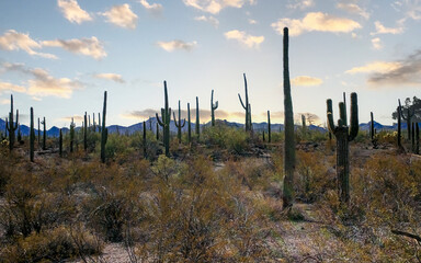 Obraz premium Desert landscape with cacti (Stenocereus thurberi, Carnegiea gigantea) and other succulents in Organ Pipe NP
