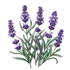 Obraz premium Lavender flowers isolated on white background with bunch of lavender, in a close-up view showcasing natural beauty and vibrant purple hues