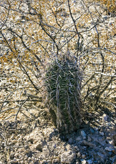 Young plant Carnegiea gigantea  in Organ Pipe NP, Arizona