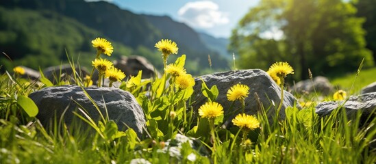Close-up of yellow dandelions in a sunlit mountain field with rocks, creating a natural background with empty space for text or images. with copy space image. Place for adding text or design - Powered by Adobe