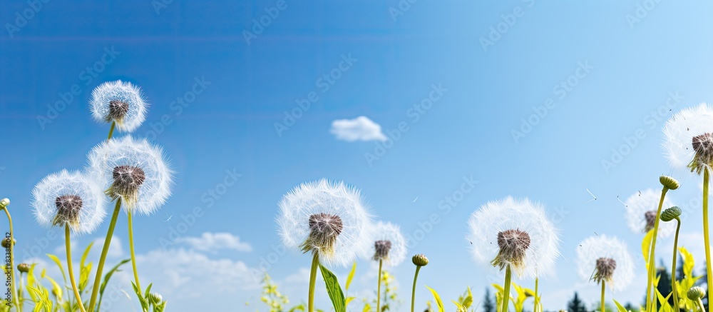 Poster dandelions in summertime set against a clear blue sky with abundant copy space image.