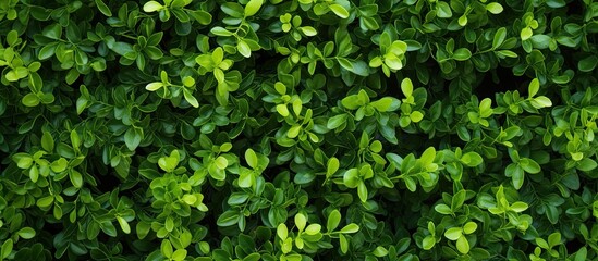 Obraz premium Boxwood branches create a wallpaper with a boxwood tree showcasing a copy space image.