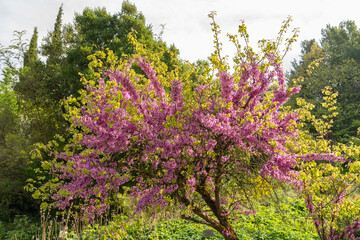 Judas tree or Cercis Siliquastrum plant in Zurich in Switzerland