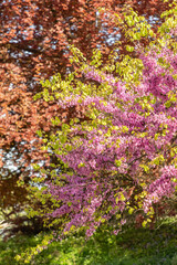 Obraz premium Judas tree or Cercis Siliquastrum plant in Zurich in Switzerland