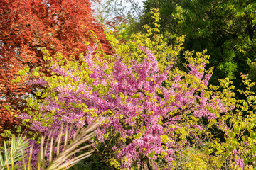 Judas tree or Cercis Siliquastrum plant in Zurich in Switzerland