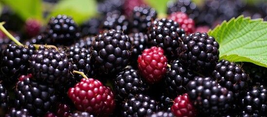 Close-up of a bountiful mulberry with many berries, suitable for vegetarians, can be used in desserts; ideal for a copy space image.