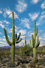 Desert landscape with cacti (Carnegiea gigantea) and other succulents in Organ Pipe NP, Arizona