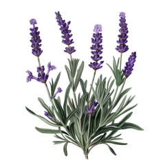 Fototapeta premium Lavender flowers isolated on white background