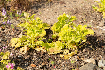 Wedding flower or Francoa Sonchifolia plant in Zurich in Switzerland