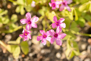 Pink sorrel or Oxalis Articulata plant in Zurich in Switzerland