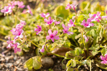 Obraz premium Pink sorrel or Oxalis Articulata plant in Zurich in Switzerland