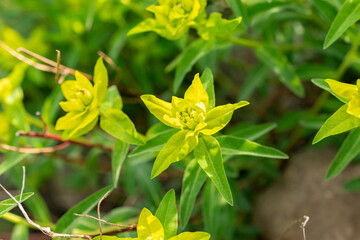 Fototapeta premium Euphorbia Flavicoma plant in Zurich in Switzerland