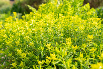 Euphorbia Flavicoma plant in Zurich in Switzerland