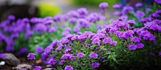 Obraz premium Purple flowers in the garden creating a picturesque background with copy space image.