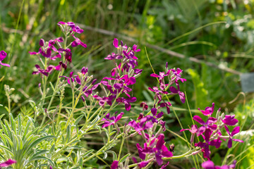 Brompton stock or Matthiola Incana plant in Zurich in Switzerland