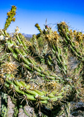Сane cholla - Cylindropuntia imbricata, walking stick cholla, tree cholla or chainlink cactus,...