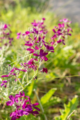 Brompton stock or Matthiola Incana plant in Zurich in Switzerland