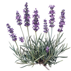 Naklejka premium Lavender bunch isolated on white background, a symbol of nature's beauty and herbal essence