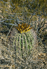 Ferocactus wislizeni (Fishhook Barrel Cactus) - flowering plant with ripening fruits and seeds in...