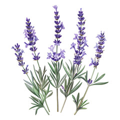 Naklejka premium Lavender flowers isolated on white background, bunch of lavender in a garden