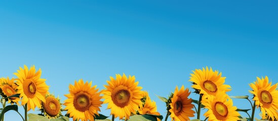 Sunflowers set against a clear blue sky, providing a scenic copy space image.