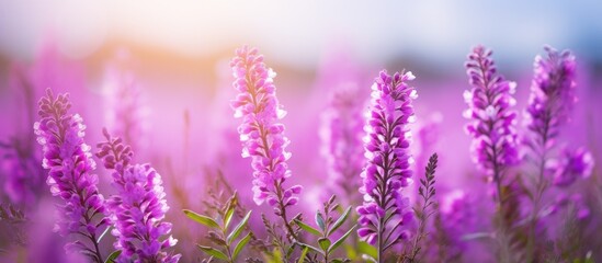 Fototapeta premium Purple heather flowers blooming in a green meadow with a purple background, ideal for copy space image.