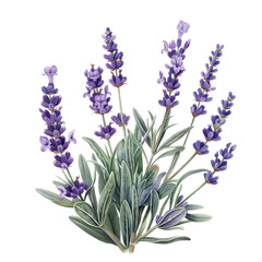 Naklejka premium Lavender bouquet in a garden of purple flowers