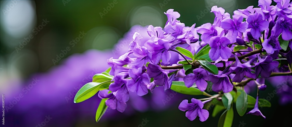 Fototapete Close-up shot of a Duranta repens flower with selective focus, leaving an empty space for text or other elements in the image. with copy space image. Place for adding text or design