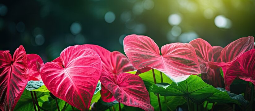Gorgeous caladium plant with vibrant green leaves in a garden setting with copy space image.