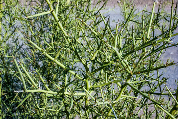 Crown of thorns, allthorn - Koeberlinia spinosa, spiny green plant in the rock desert in Organ Pipe...
