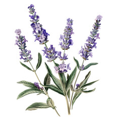 Obraz premium Lavender flowers isolated on white background with a bunch of blossoms in vibrant purple hues