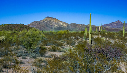 Desert landscape with cacti (Carnegiea gigantea) and other succulents in Organ Pipe NP, Arizona